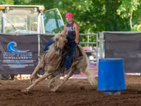 Hengst, Quarter Horse — Foto 5