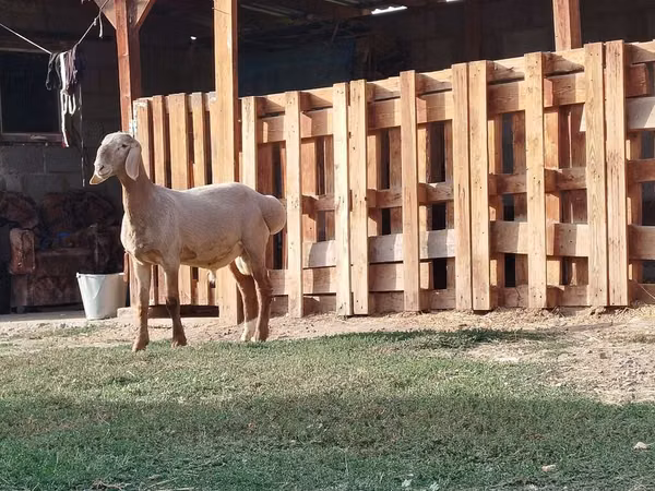 Widder, Rhon sheep