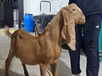 公山羊, Kamori goats — 照片 2