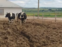 بقرة, Russian Black pied cattle — الصورة 6