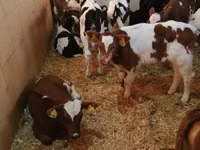 Rinder (Partie, Geschlecht nicht angegeben), Simmental cattle — Foto 1