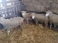 公羊, Ile-de-France sheep — 照片 5