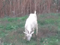 Chèvre, Saanen goat — photo 4