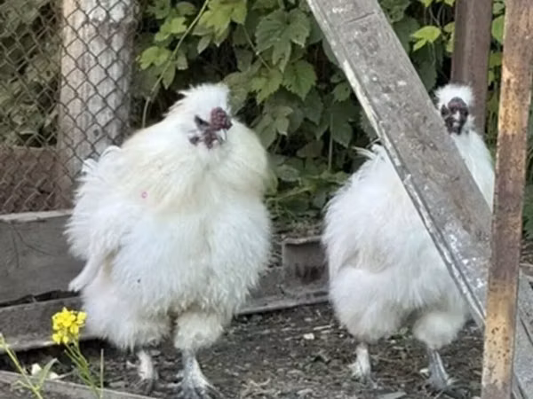 Thai Game