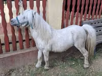حصان, الخيول — الصورة 5