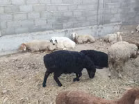 Sheep, Sheep — photo 4