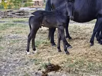 Yegua, Caballos — foto 1
