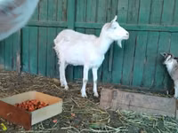 Cabra, Saanen goat — foto 8