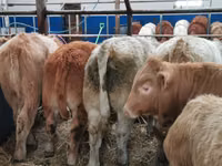 Bovinos (lote, sexo no especificado), Charolais cattle — foto 2