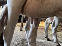 गाय, ब्रिटिश सफेद गाय — फ़ोटो 4