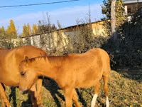 Chevaux (lot, sexe non indiqué), Thoroughbred horse — photo 3