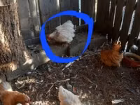 Pékin Bantam — photo 2