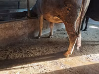 Vache, Bovins — photo 5