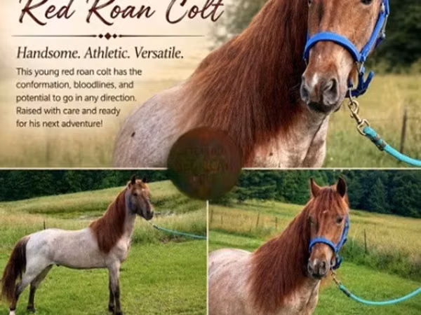 Cheval, Rocky Mountain Horse