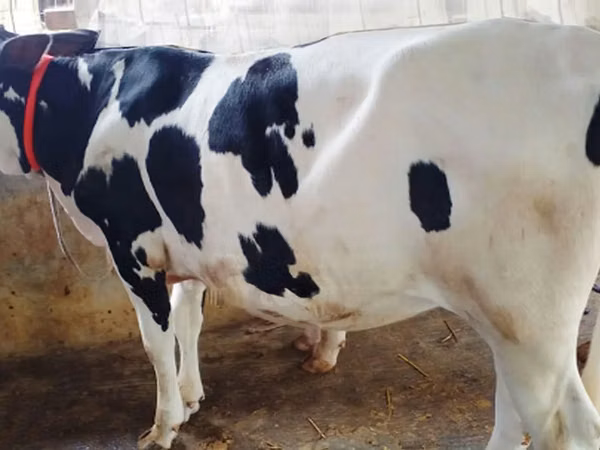 Kuh, Holstein-Rasse