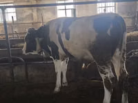 Toro, Simmental cattle — foto 5