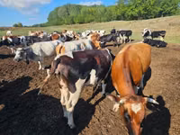 公牛, Simmental cattle — 照片 2