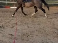 Hengst, Dutch warmblood horse — Foto 2