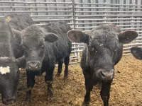 Taureau, Aberdeen-Angus — photo 1