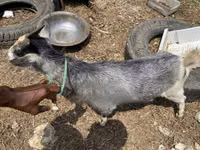 母山羊, West African dwarf goats — 照片 4