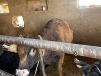 Vache, Russian Black pied cattle — photo 5