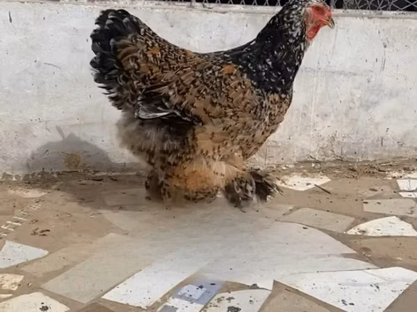 Chickens — Sénégal