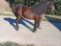 公马, Horses — 照片 4