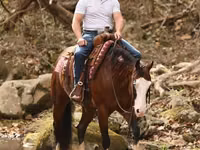 Caballo, Quarter Horse — foto 4