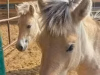 فرس, lcelandic horse — الصورة 3