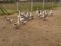 Geese — الصورة 7