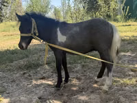 Yegua, Australian Pony — foto 2