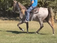 Cheval, Rocky Mountain Horse — photo 2