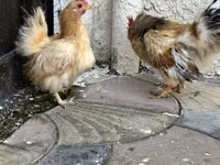 Chickens — photo 4