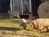 Bélier, Baerchuke sheep — photo 1