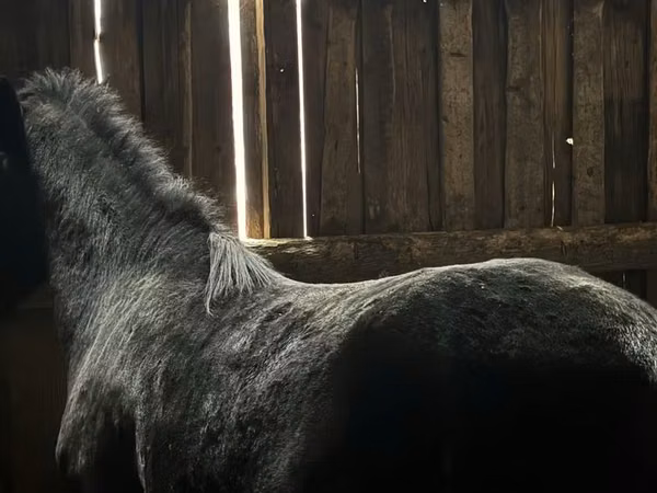 Cheval, Chevaux
