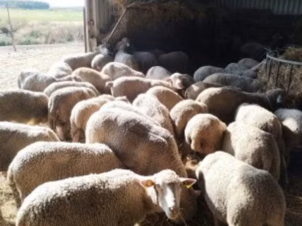 Sheep, Ile-de-France sheep