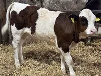 Rinder (Partie, Geschlecht nicht angegeben), Simmental cattle — Foto 4