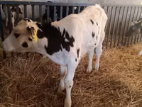 Bulle, Russian Black pied cattle — Foto 2