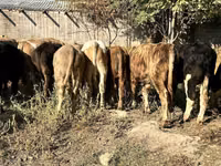 Taureau, Swiss cattle — photo 4