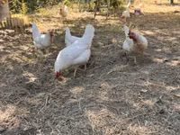 Leghorn — Foto 3