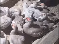 Ducks — photo 1