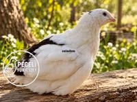 Quails — फ़ोटो 3