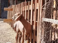 Widder, Rhon sheep — Foto 1