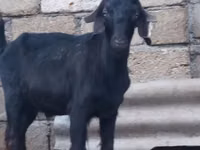 公山羊, Anatolian Black goats — 照片 1