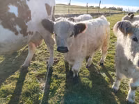 公牛, Galloway cow — 照片 1