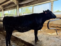 Vache, Race Holstein — photo 1