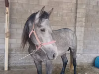 公马, Kustanai horse — 照片 2