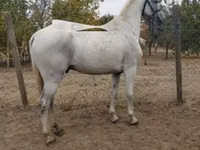 घोड़ा, Lipizzaner — फ़ोटो 1