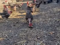 डेनिश हेन — फ़ोटो 1
