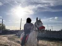 公马, Anglo-Arabian — 照片 3